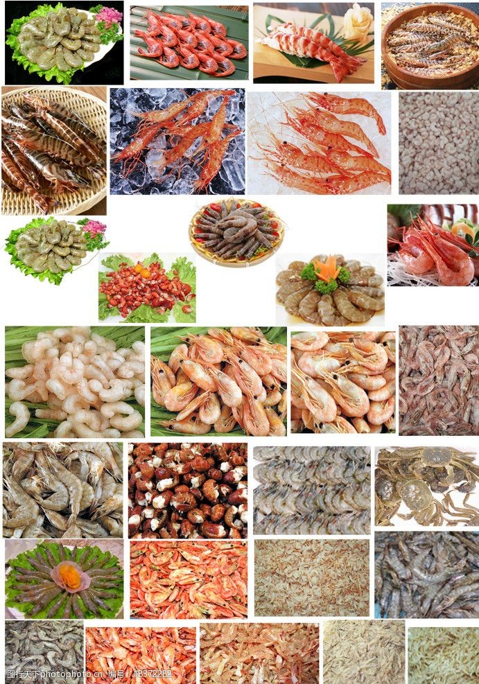 水产类虾品总汇图片